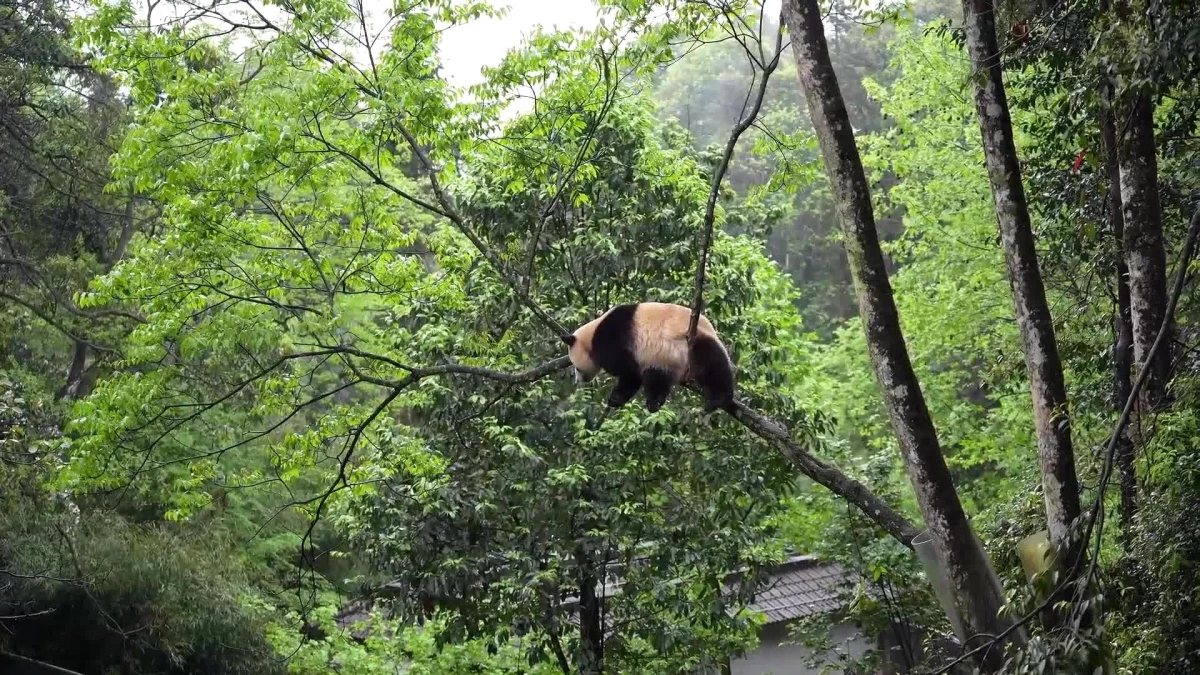 ABD’ye Yolculuk Eden Dev Pandalar