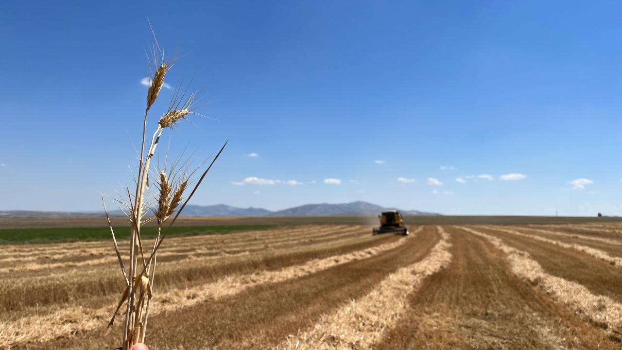 Sivrihisar’da çiftçi dönümden 300 kilogram buğday aldı